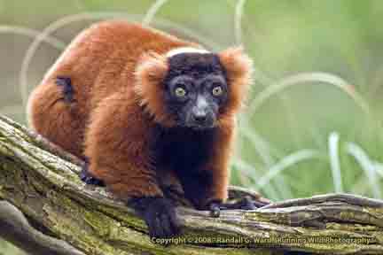 Red-ruffed Lemur - Apenheul Primate Park, Apledoorn, Netherlands